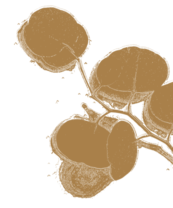Formations en Ayurveda – Transmettre les savoirs ancestraux du soin naturel Groupe d’élèves en formation Ayurveda, étudiant les principes de santé naturelle, les doshas, et les pratiques de soin traditionnelles