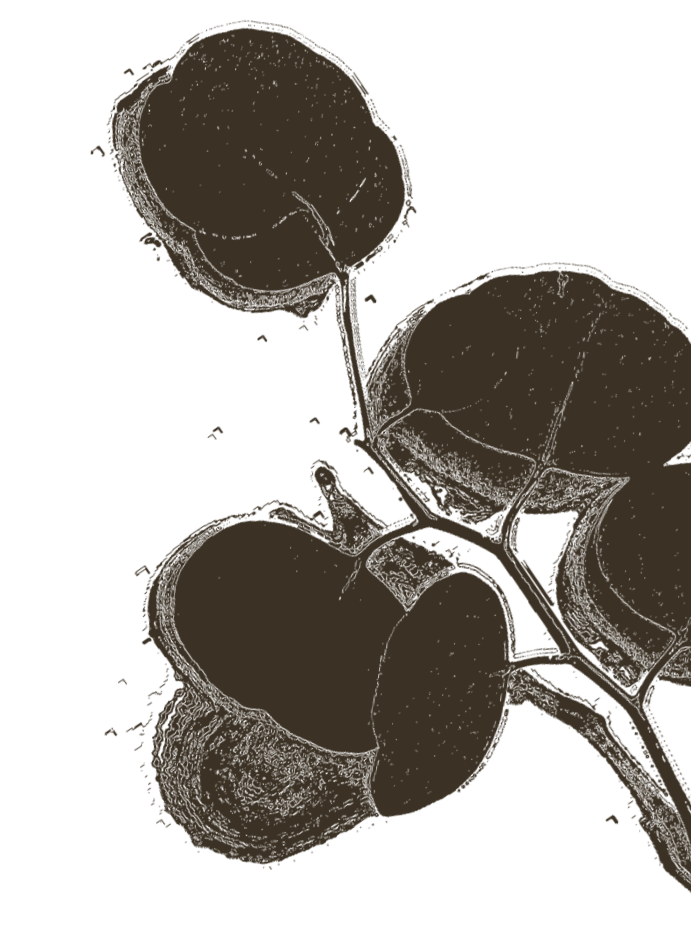 Consultation ayurvédique – Un accompagnement global et individualisé Échange entre une praticienne en Ayurveda et un patient, pour un bilan personnalisé basé sur les doshas et les déséquilibres